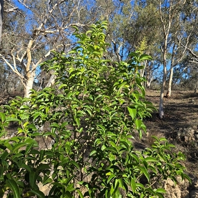 Ligustrum lucidum (Large-leaved Privet) at Symonston, ACT - 17 Mar 2025 by Mike