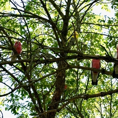 Eolophus roseicapilla (Galah) at Aranda, ACT - 17 Mar 2025 by KMcCue