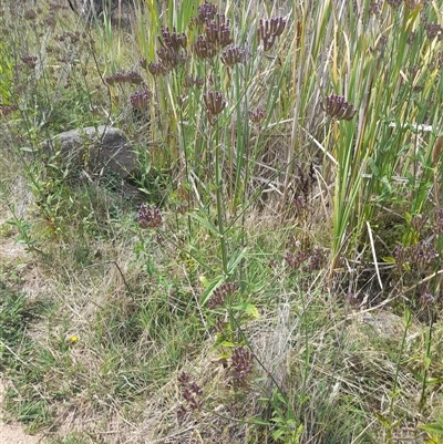 Verbena incompta (Purpletop) at Rendezvous Creek, ACT - 15 Mar 2025 by VanceLawrence