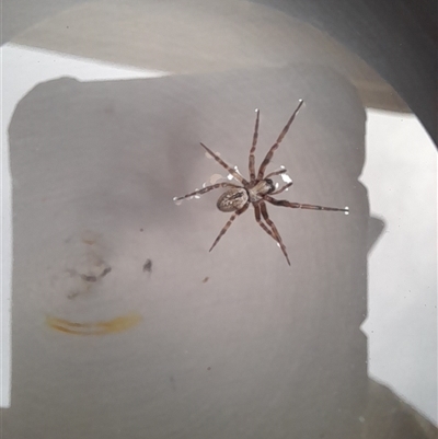 Badumna sp. (genus) (Lattice-web spider) at Rendezvous Creek, ACT - 15 Mar 2025 by VanceLawrence