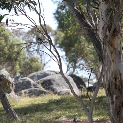 Petroica boodang (Scarlet Robin) at Rendezvous Creek, ACT - 15 Mar 2025 by VanceLawrence