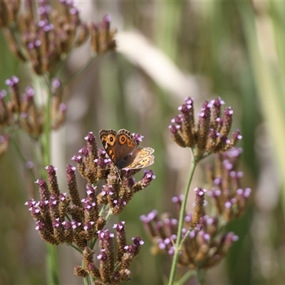 Junonia villida (Meadow Argus) at Rendezvous Creek, ACT - 15 Mar 2025 by VanceLawrence