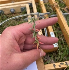 Epilobium billardiereanum subsp. cinereum (Hairy Willow Herb) at Tennent, ACT - 23 Feb 2025 by JamesVandersteen