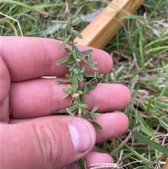 Hypericum perforatum (St John's Wort) at Tennent, ACT - 23 Feb 2025 by JamesVandersteen