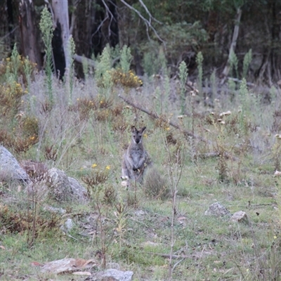 Notamacropus rufogriseus (Red-necked Wallaby) at Rendezvous Creek, ACT - 15 Mar 2025 by VanceLawrence