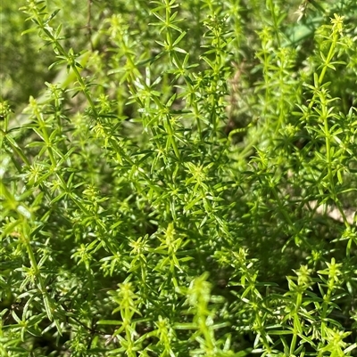 Asperula conferta (Common Woodruff) at Nicholls, ACT - 17 Mar 2025 by SteveBorkowskis