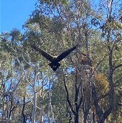 Aquila audax (Wedge-tailed Eagle) at Nicholls, ACT - 17 Mar 2025 by SteveBorkowskis