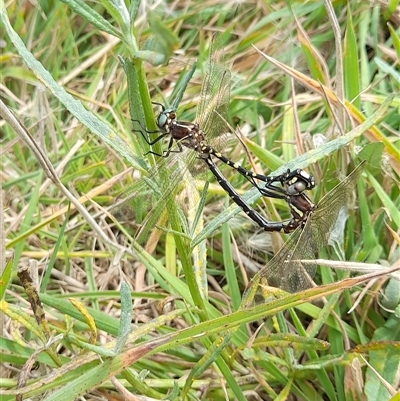 Synthemis eustalacta (Swamp Tigertail) at Rendezvous Creek, ACT - 16 Mar 2025 by VanceLawrence