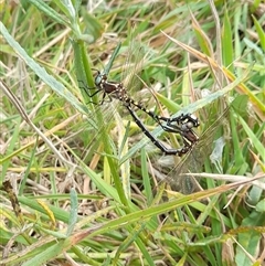 Synthemis eustalacta at Rendezvous Creek, ACT - 16 Mar 2025 12:34 PM