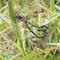 Synthemis eustalacta at Rendezvous Creek, ACT - 16 Mar 2025 12:34 PM