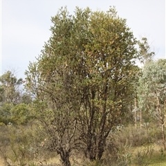 Banksia marginata (Silver Banksia) at Rendezvous Creek, ACT - 16 Mar 2025 by VanceLawrence