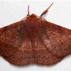 Anthela repleta at Rosedale, NSW - 10 Mar 2025 by jb2602