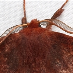 Anthela repleta at Rosedale, NSW - 10 Mar 2025 09:41 PM