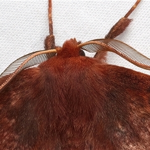 Anthela repleta at Rosedale, NSW - 10 Mar 2025 09:41 PM