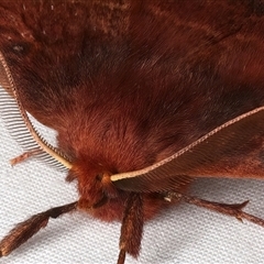 Anthela repleta at Rosedale, NSW - 10 Mar 2025 09:41 PM