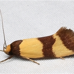 Chrysonoma fascialis (A Concealer moth (Wingia group) at Rosedale, NSW - 10 Mar 2025 by jb2602