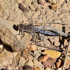 Orthetrum caledonicum (Blue Skimmer) at Yass River, NSW - 17 Mar 2025 by SenexRugosus