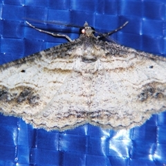 Syneora euboliaria (Boarmiini, Geometer moth) at Bolivia, NSW - 25 Jan 2007 by PJH123