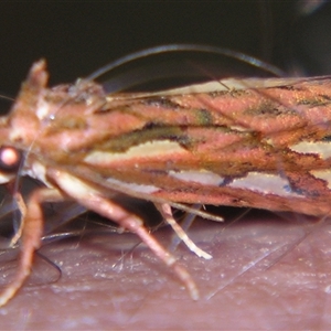 Meyrickella torquesauria at Bolivia, NSW - suppressed