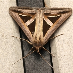 Trigonodes hyppasia at Rosedale, NSW - 10 Mar 2025 10:20 PM