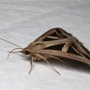 Trigonodes hyppasia at Rosedale, NSW - 10 Mar 2025 10:20 PM