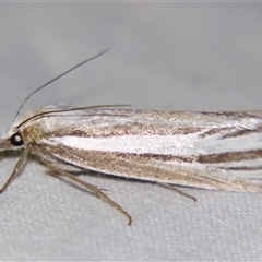 Ubida ramostriellus (A Pyralid moth (Crambinae) at Bolivia, NSW - 25 Jan 2007 by PJH123