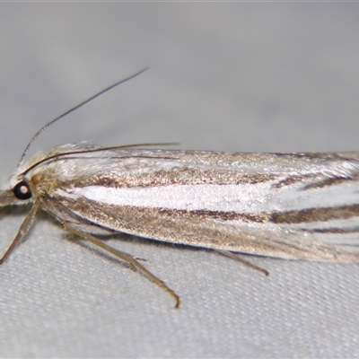 Ubida ramostriellus (A Pyralid moth (Crambinae) at Bolivia, NSW - 25 Jan 2007 by PJH123