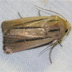 Leucania diatrecta (A Noctuid moth) at Bolivia, NSW - 25 Jan 2007 by PJH123