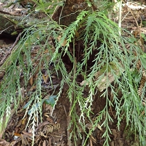 Asplenium flaccidum subsp. flaccidum at Narooma, NSW - 14 Mar 2025 08:18 AM