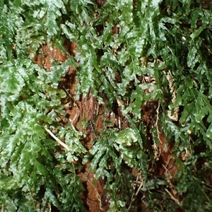 Polyphlebium venosum (Veined Bristle-fern) at Narooma, NSW - 14 Mar 2025 by plants