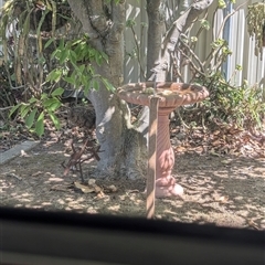 Pardalotus punctatus at North Albury, NSW - suppressed