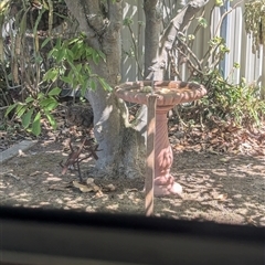 Pardalotus punctatus at North Albury, NSW - suppressed