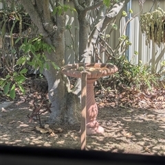 Pardalotus punctatus at North Albury, NSW - suppressed