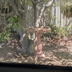 Pardalotus punctatus at North Albury, NSW - suppressed