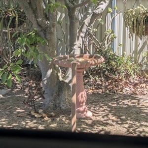 Pardalotus punctatus at North Albury, NSW - suppressed
