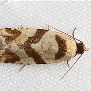 Fuscicepsana fuscicepsana at Rosedale, NSW - 10 Mar 2025 08:37 PM