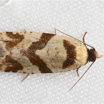 Fuscicepsana fuscicepsana (A Tortricid moth) at Rosedale, NSW - 10 Mar 2025 by jb2602