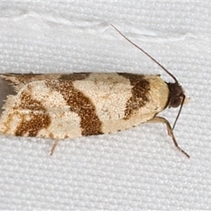 Fuscicepsana fuscicepsana at Rosedale, NSW - 10 Mar 2025 08:37 PM