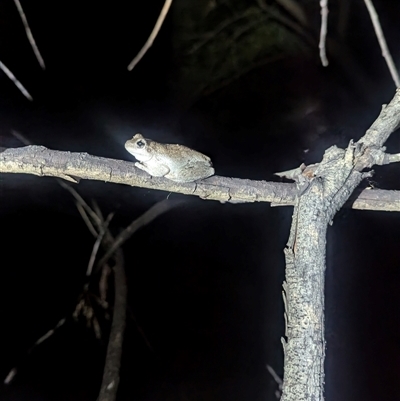 Litoria peronii at Bandiana, VIC - 4 Mar 2025 by Darcy