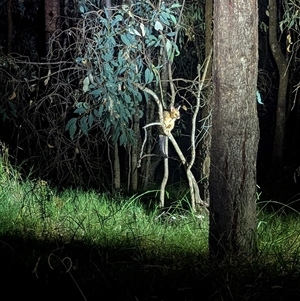 Trichosurus vulpecula at Bandiana, VIC - 4 Mar 2025 09:30 PM