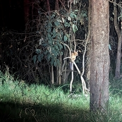 Trichosurus vulpecula at Bandiana, VIC - 4 Mar 2025 09:30 PM