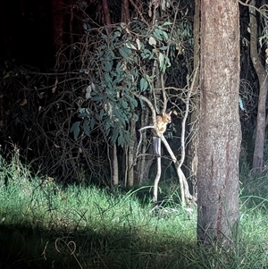 Trichosurus vulpecula at Bandiana, VIC - 4 Mar 2025 09:30 PM