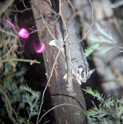 Petaurus notatus at Bandiana, VIC - 4 Mar 2025 by Darcy