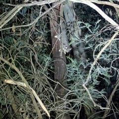 Petaurus norfolcensis at Bandiana, VIC - 4 Mar 2025 09:52 PM