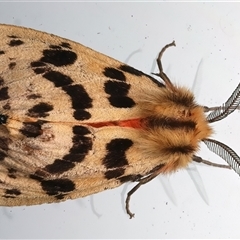 Ardices curvata (Crimson Tiger Moth) at Rosedale, NSW - 10 Mar 2025 by jb2602