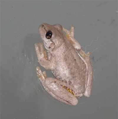 Litoria peronii (Peron's Tree Frog, Emerald Spotted Tree Frog) at Hall, ACT - 17 Mar 2025 by Anna123