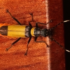 Chauliognathus imperialis (Imperial Soldier Beetle) at Rosedale, NSW - 10 Mar 2025 by jb2602