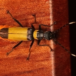 Chauliognathus imperialis (Imperial Soldier Beetle) at Rosedale, NSW - 10 Mar 2025 by jb2602