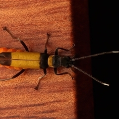 Chauliognathus imperialis at Rosedale, NSW - 10 Mar 2025 10:44 AM