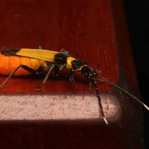 Chauliognathus imperialis at Rosedale, NSW - 10 Mar 2025 10:44 AM